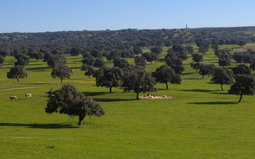 Cómo y por qué organizar un evento corporativo en una finca